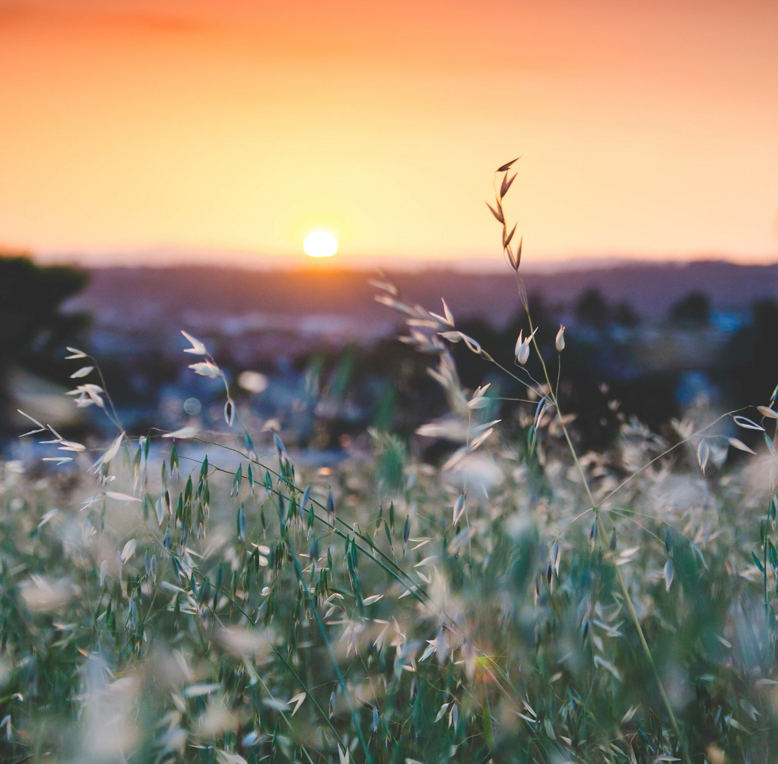 3 Indicateurs De Touche (bobbins) à Chaîne + 3 Repose-cannes Pour Pêche à La Carpe - TJR Tackle